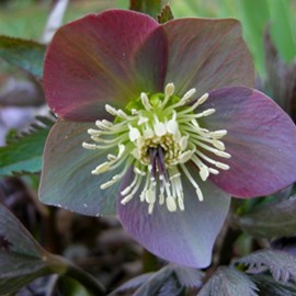 6 x hellébore pourpre - helleborus purpurascens  - godet 9x9 cm