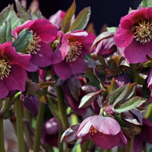 6 x hellébore pourpre - helleborus purpurascens  - godet 9x9 cm