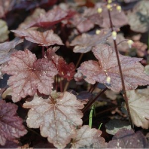 Heucherella 'quicksilver' - godet 9x9 cm