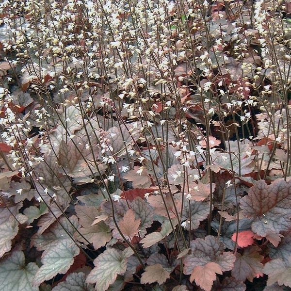 6 x heucherella 'quicksilver' - godet 9x9 cm