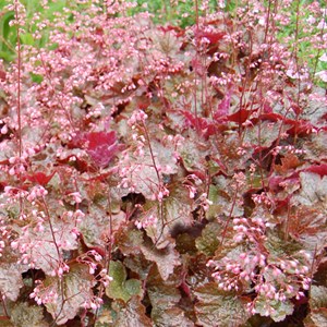 Heuchère  - heuchera 'rachel'  - godet 9x9 cm