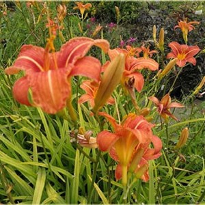 Lis d'un jour  - hemerocallis 'rajah'  - godet 9x9 cm