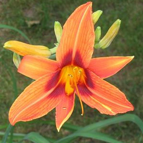 6 x lis d'un jour - hemerocallis 'rajah' - godet 9x9 cm