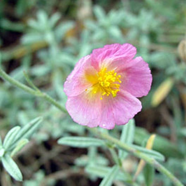 Arborix - 6 x hélianthème 'rhodanthe carn' - helianthemum 'rhodante carneum' - godet 9x9