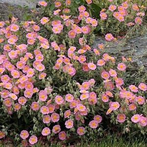 6 x hélianthème 'rhodanthe carn' - helianthemum 'rhodante carneum' - godet 9x9
