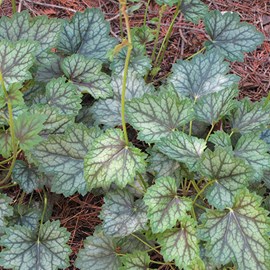 Heuchère ® - heuchera 'ring of fire'  - godet 9x9 cm
