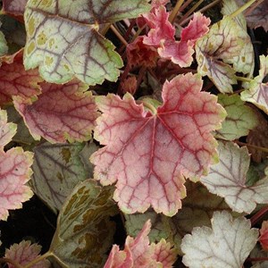 Heuchère ® - heuchera 'ring of fire'  - godet 9x9 cm