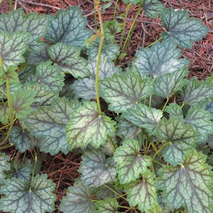6 x heuchère ® - heuchera 'ring of fire'  - godet 9x9 cm