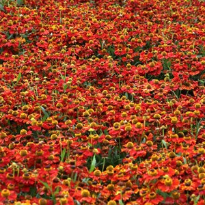 Hélénie  - helenium 'rubinzwerg'  - godet 9x9 cm