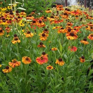 Hélénie  - helenium 'sahin's early flowerer'  - godet 9x9 cm