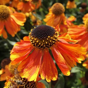 6 x hélénie  - helenium 'sahin's early flowerer'  - godet 9x9 cm