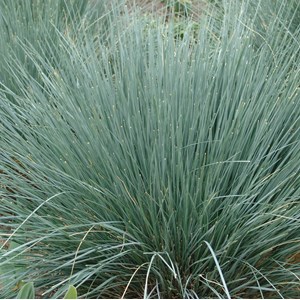 6 x avoine vivace - helictotrichon sempervirens  - godet 9x9 cm