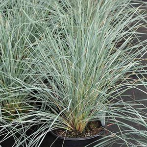 6 x avoine vivace - helictotrichon sempervirens  - godet 9x9 cm