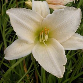 Lis d'un jour  - hemerocallis 'serena madonna'  - godet 9x9 cm