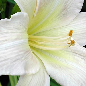 Lis d'un jour  - hemerocallis 'serena madonna'  - godet 9x9 cm