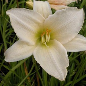 Lis d'un jour  - hemerocallis 'serena madonna'  - godet 9x9 cm