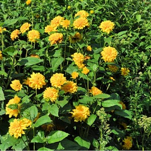 Soleil vivace  - helianthus 'soleil d'or'  - godet 9x9 cm