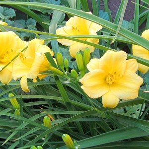 Hémérocalle  - hemerocallis 'stella de oro'  - godet 9x9 cm