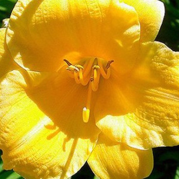 6 x hémérocalle - hemerocallis 'stella de oro' - godet 9x9 cm