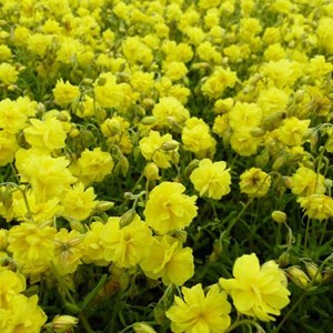 Hélianthème  - helianthemum 'sulphureum plenum'  - godet 9x9 cm