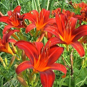 Lis d'un jour, hémérocalle  - hemerocallis 'sammy russell'  - godet 9x9 cm