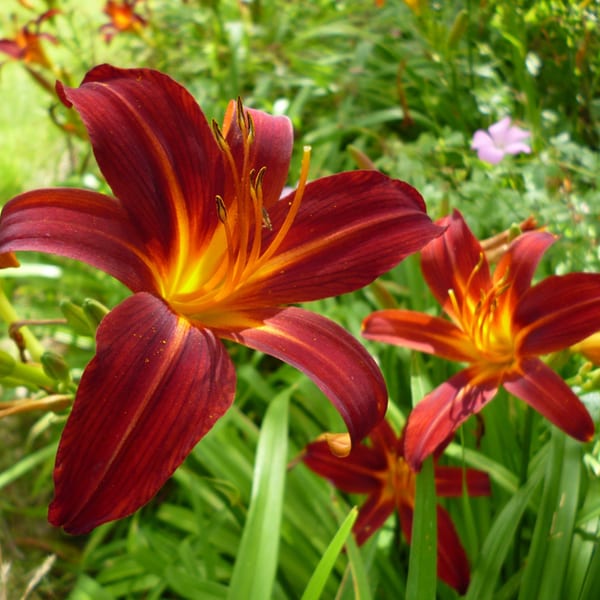 Arborix - 6 x lis d'un jour, hémérocalle - hemerocallis 'sammy russell' - godet 9x9 cm