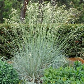 Avoine bleue  - helictotrichon sempervirens 'saphirsprudel'  - godet 9x9 cm