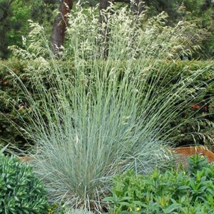 6 x avoine bleue  - helictotrichon sempervirens 'saphirsprudel'  - godet 9x9 cm