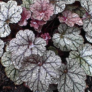 Heuchère  - heuchera 'silver scrolls'  - godet 9x9 cm