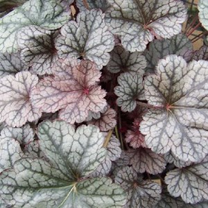 Heuchère  - heuchera 'silver scrolls'  - godet 9x9 cm