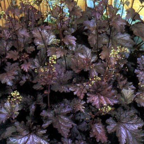 6 x heuchère - heuchera 'stormy seas' - godet 9x9 cm