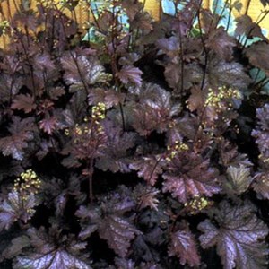 Heuchère  - heuchera 'stormy seas'  - godet 9x9 cm