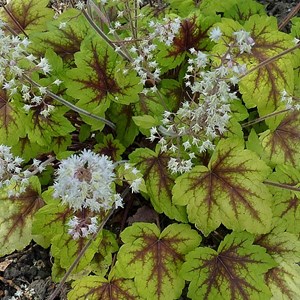 Heucherella 'stoplight' - godet 9x9 cm