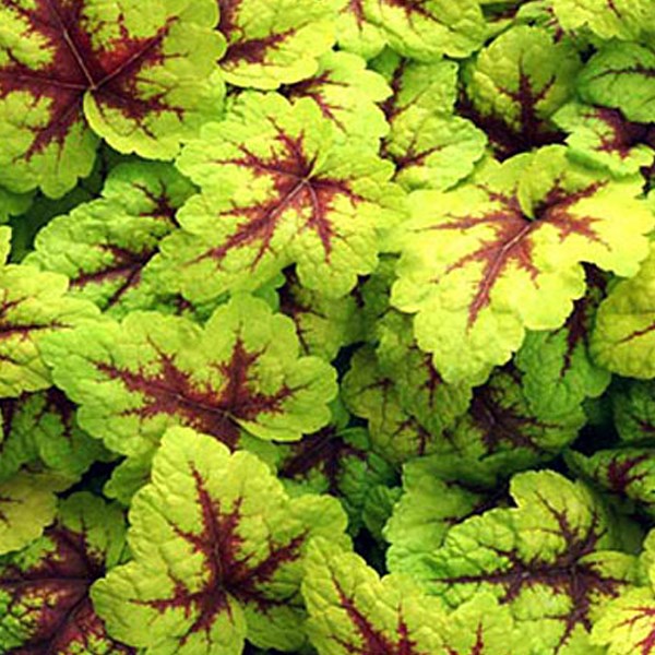 Heucherella 'stoplight' - godet 9x9 cm