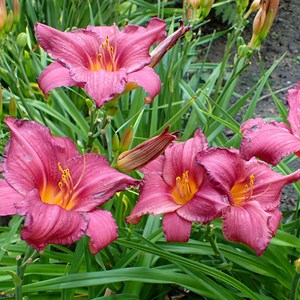 Lis d'un jour  - hemerocallis 'summer wine'  - godet 9x9 cm