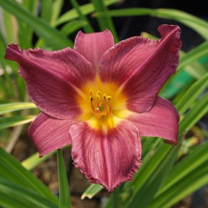 6 x lis d'un jour  - hemerocallis 'summer wine'  - godet 9x9 cm