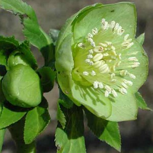 6 x hellébore où rose de noël - helleborus viridis  - godet 9x9 cm