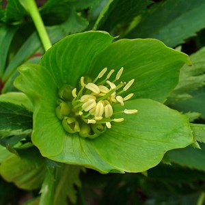 6 x hellébore où rose de noël - helleborus viridis  - godet 9x9 cm