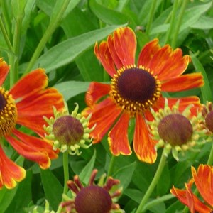 Hélénie  - helenium 'waltraut'  - godet 9x9 cm