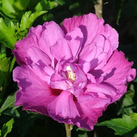 Mauve en arbre ® - hibiscus 'purple ruffles'  - 40-60 cm pot