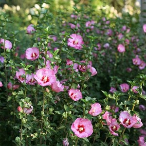 Mauve en arbre ® - hibiscus 'purple ruffles'  - 40-60 cm pot