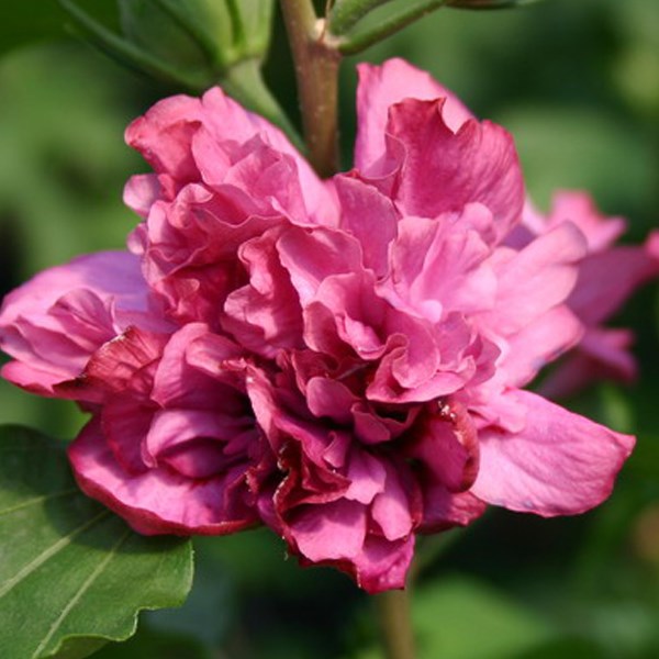 Mauve en arbre - hibiscus syriacus 'duc de brabant' - 40-60 cm pot