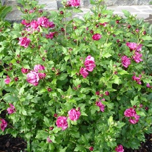 Mauve en arbre  - hibiscus syriacus 'duc de brabant'  - 40-60 cm pot