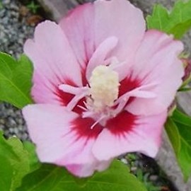 Mauve en arbre  - hibiscus syriacus 'hamabo'  - 40-60 cm pot