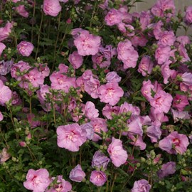 Mauve en arbre  - hibiscus syriacus 'lavender chiffon'  - 40-60 cm pot