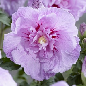 Mauve en arbre  - hibiscus syriacus 'lavender chiffon'  - 40-60 cm pot