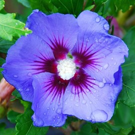Mauve en arbre  - hibiscus syriacus 'oiseau bleu'  - 40-60 cm pot