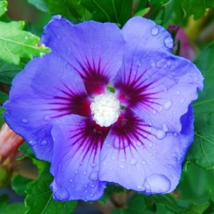 Mauve en arbre  - hibiscus syriacus 'oiseau bleu'  - 40-60 cm pot