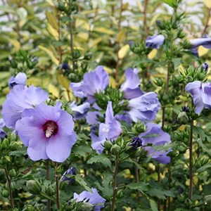 Mauve en arbre  - hibiscus syriacus 'oiseau bleu'  - 40-60 cm pot