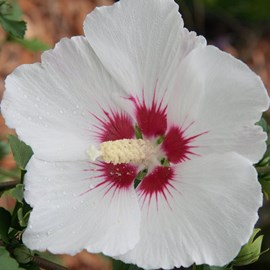 Mauve en arbre  - hibiscus syriacus 'red heart'  - 40-60 cm pot